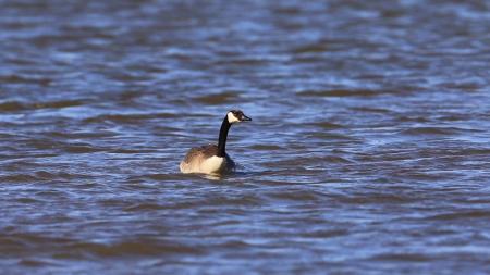 Goose Swimming