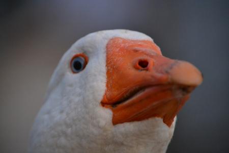 Goose Upclose