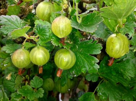 Gooseberries