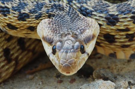 Gopher Snake