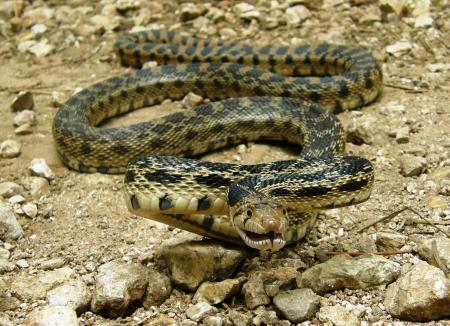 Gopher Snake