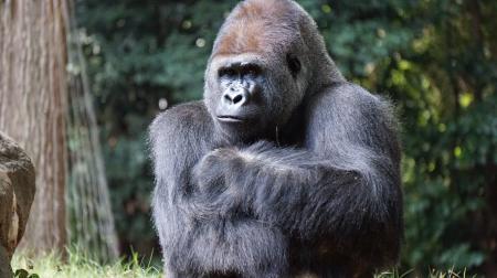 Gorilla Beside Brown Rock