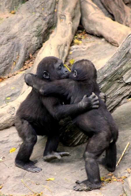 Gorilla Couple