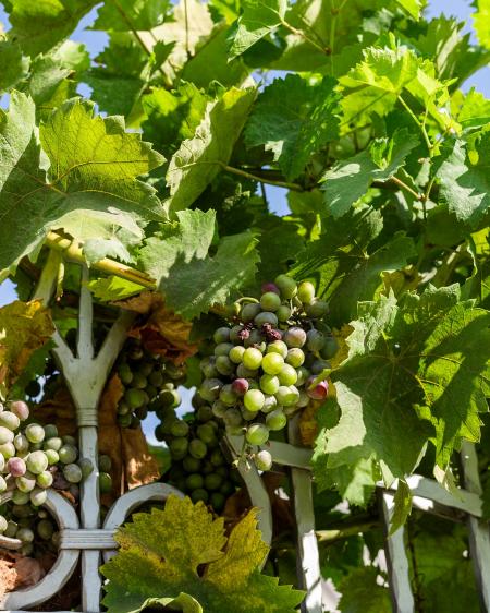 Grapes in the Garden