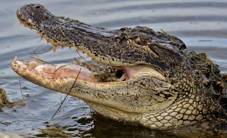 Wild Alligator