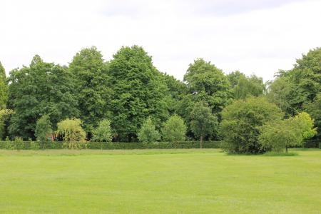 grass and tree