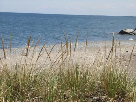Grass at the beach