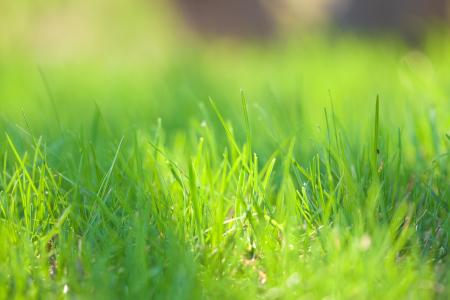 Grass Background