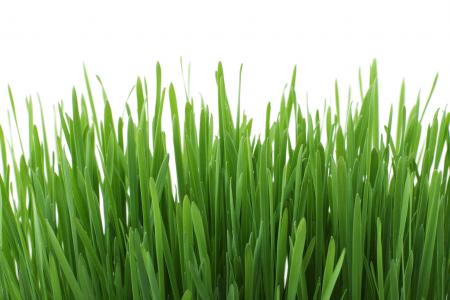 Grass Closeup