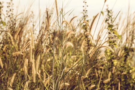 Grass Covered Field during Day