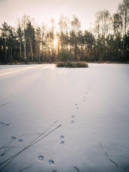 Grass Covered in Snow