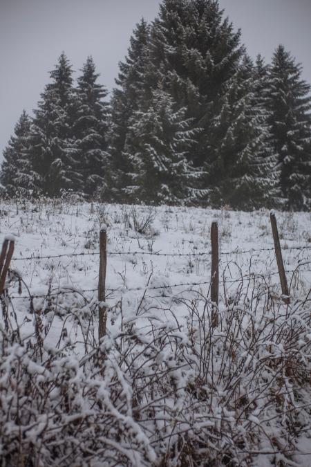 Grass Field Cover by Snow