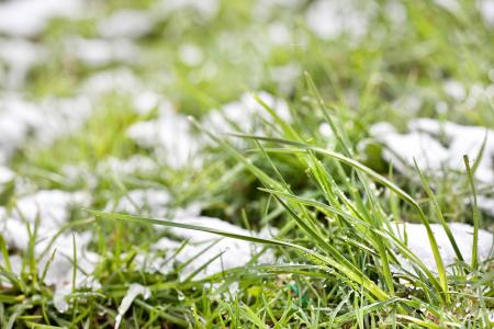 grass in the snow