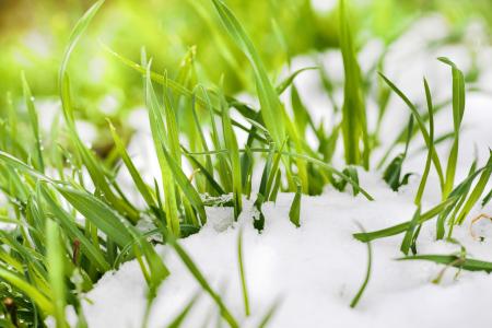 grass in the snow