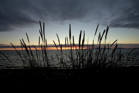 Grass on the Shore