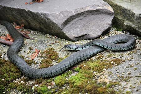 Grass Snake