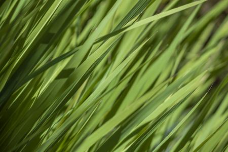 Grass texture