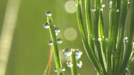 Grass with Dew