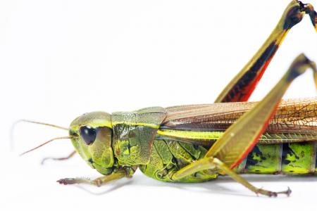 Grasshopper