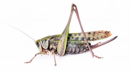 grasshopper