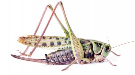 grasshopper