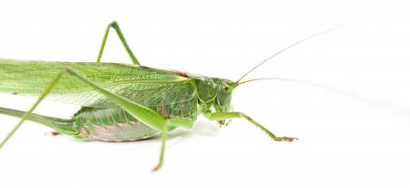 Grasshopper