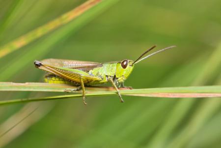 Grasshopper