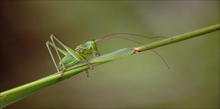 Grasshopper