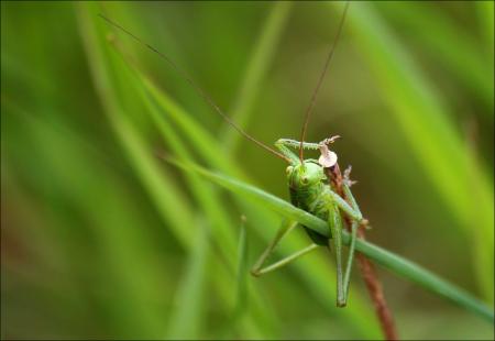 Grasshopper