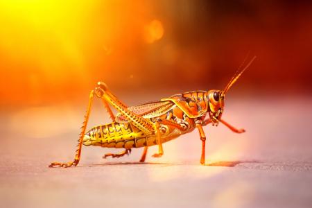 Grasshopper