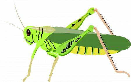Grasshopper (cavalletta)