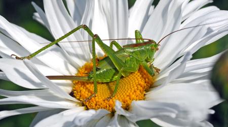 Grasshopper on the Flower