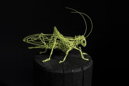 Grasshopper on wire