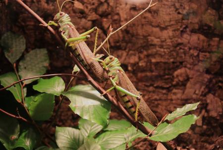 Grasshoppers on the Branch