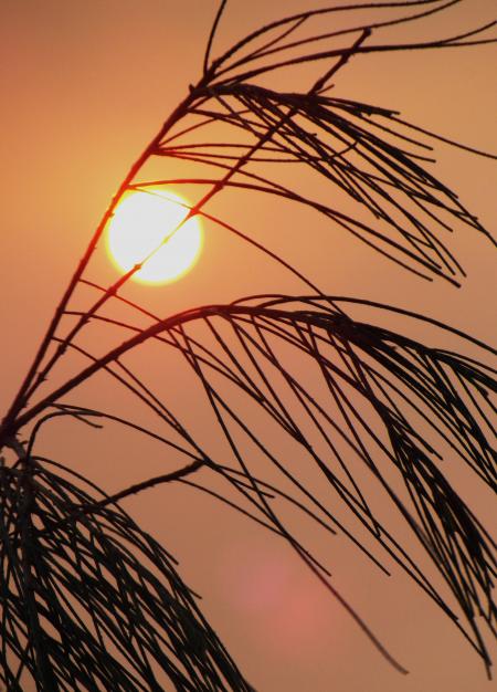 Grassy Plant  Sunset Silhouette