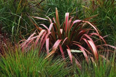 Grassy Plants