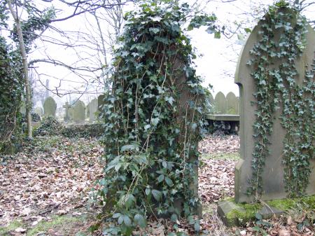 Grave Stone with Ivy Vine