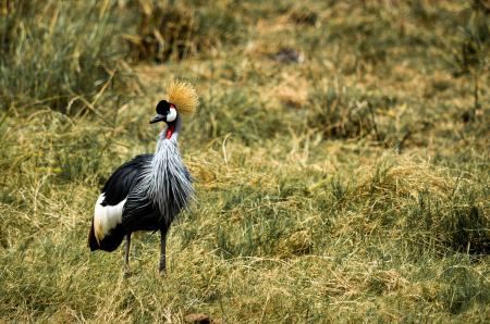 Gray and Black Bird on Green Grass