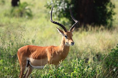 Gray and Black Long Coat Antelope on Green Grass Behind Green Tree