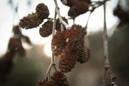 Gray and Brown Tree