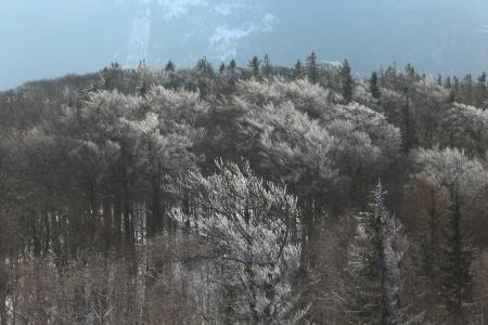 Gray and Green Forest