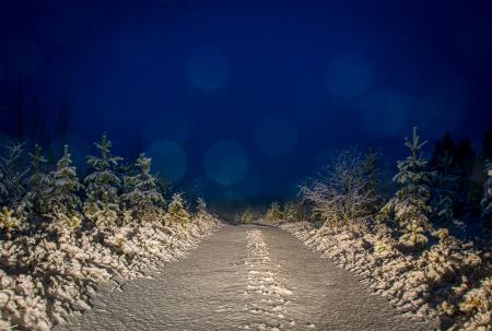 Gray and White Filled of Snow Trees and Pathwalk