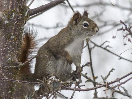 Gray and White Squirell on Brown Tree Branch