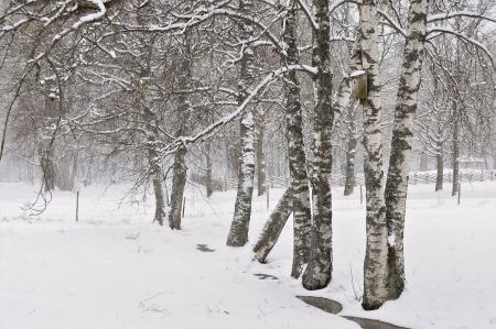 Gray and White Trees