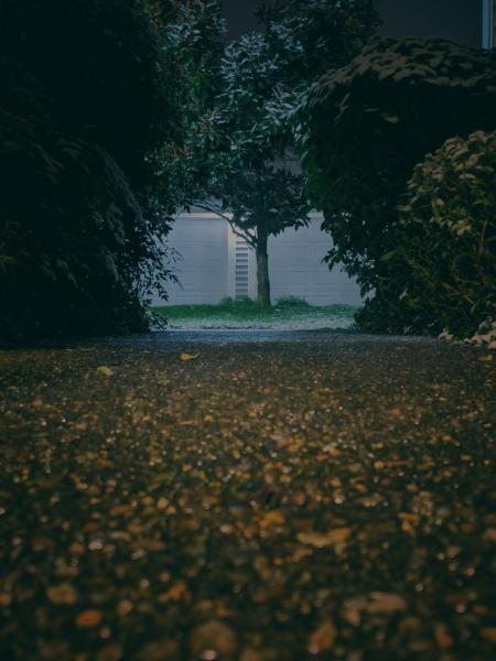 Gray Asphalt Road in the Middle of Green-leafed Trees and Plants