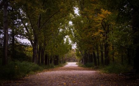 Gray Asphalt Roadway Besides Green Leaf Tree