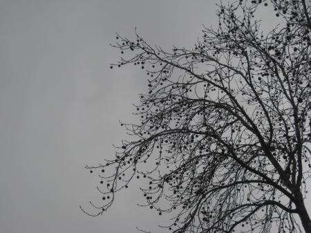 Gray Bare Tree