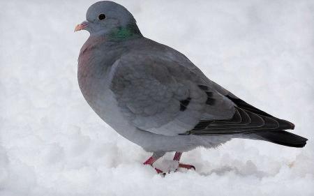 Gray dove