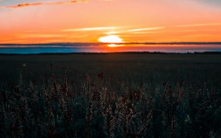 Gray Field during Sunset