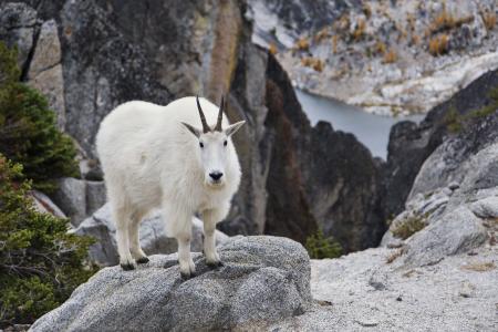 Gray Mountain Goats